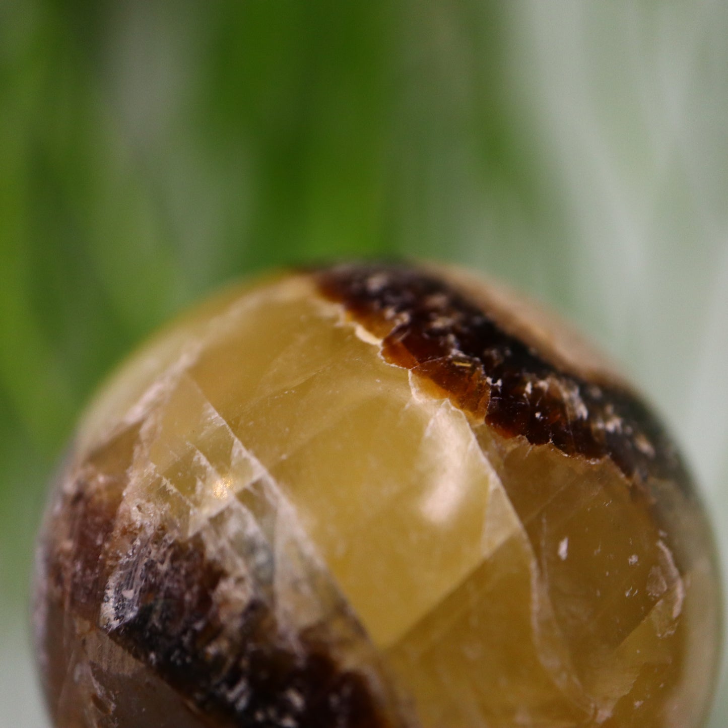 Septarie