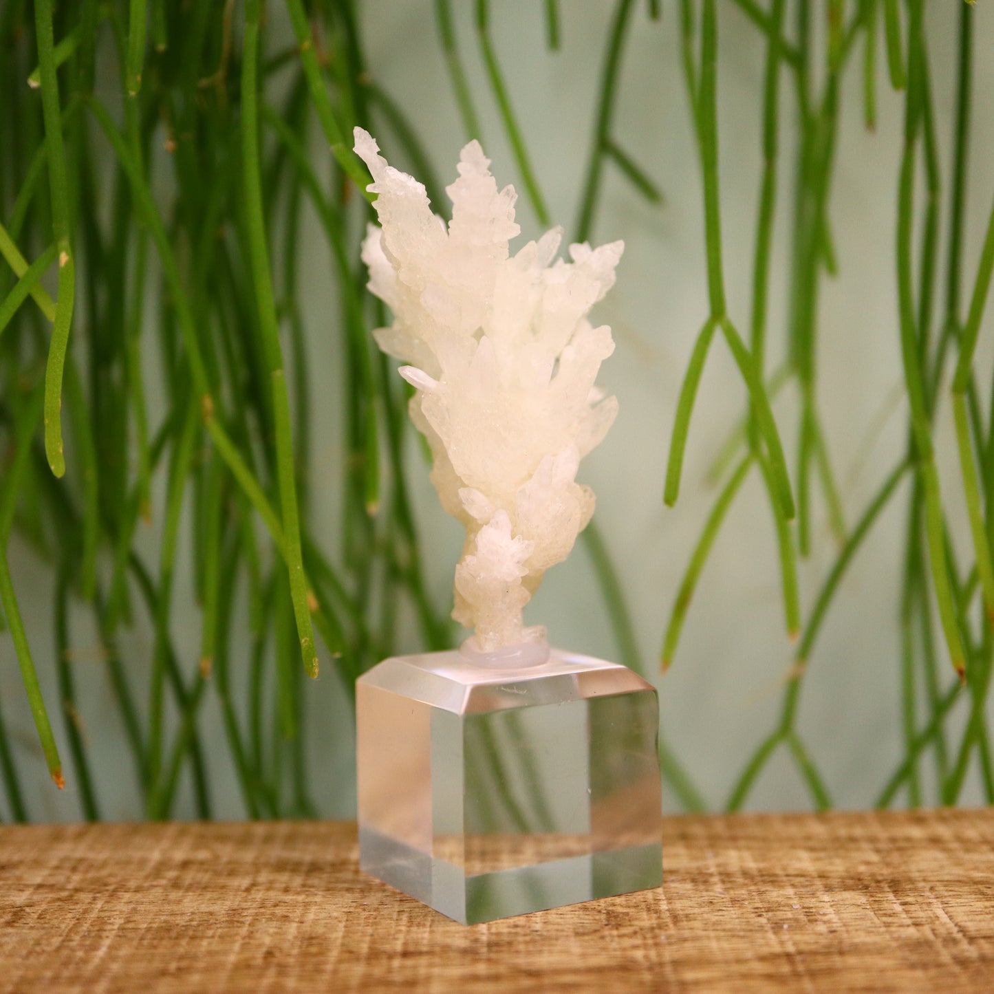 Coral Calciet