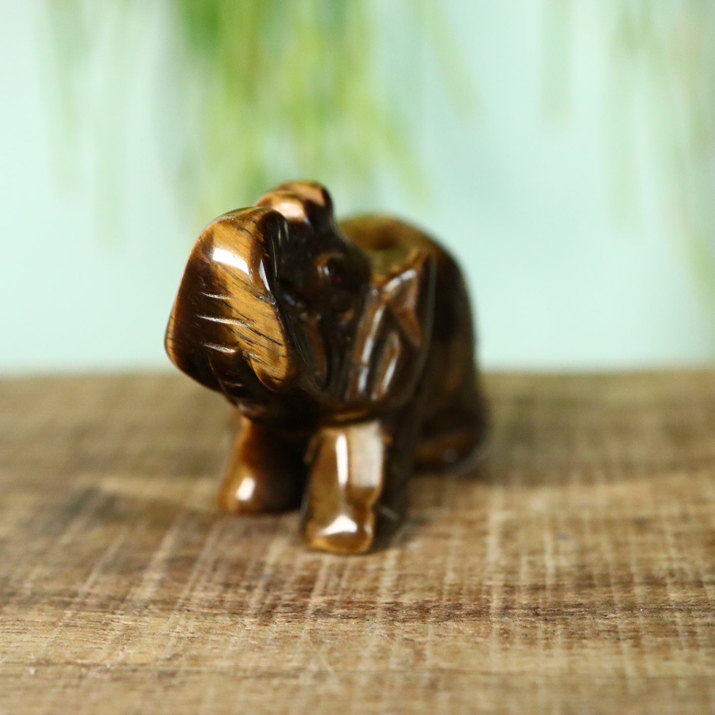 Olifant Tijgeroog