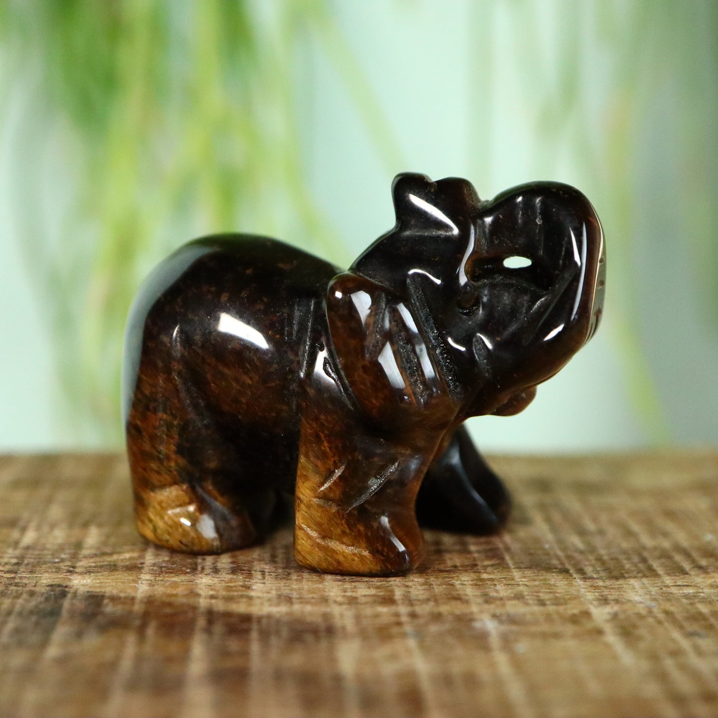 Olifant Tijgeroog