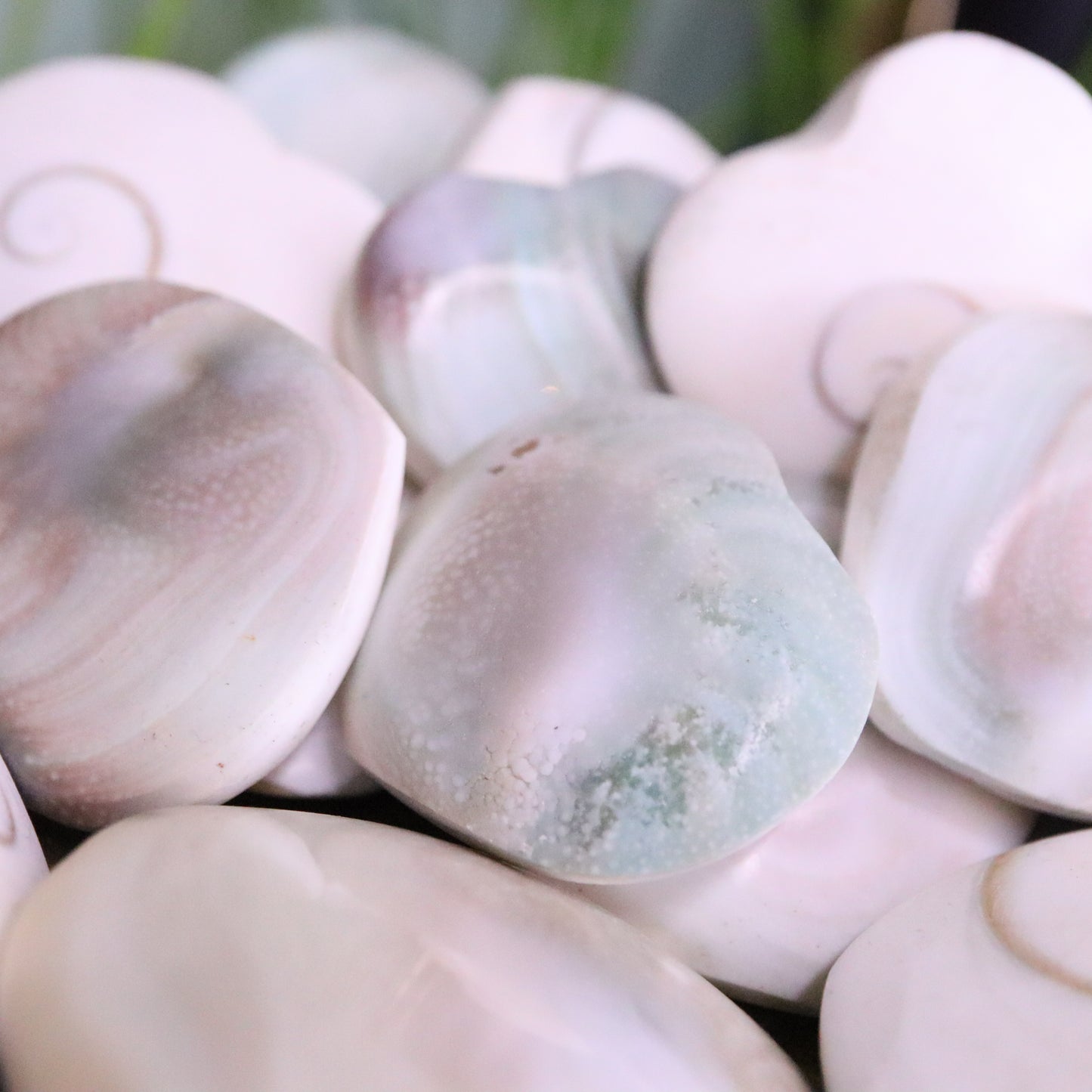 Geslepen schelp hartje