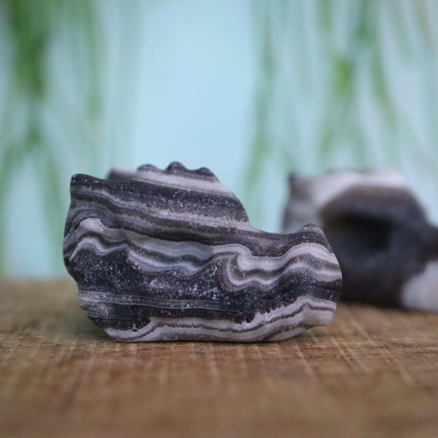 Calciet draken schedel