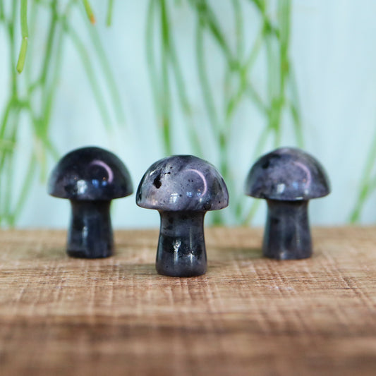 Mini mushroom Larvikiet
