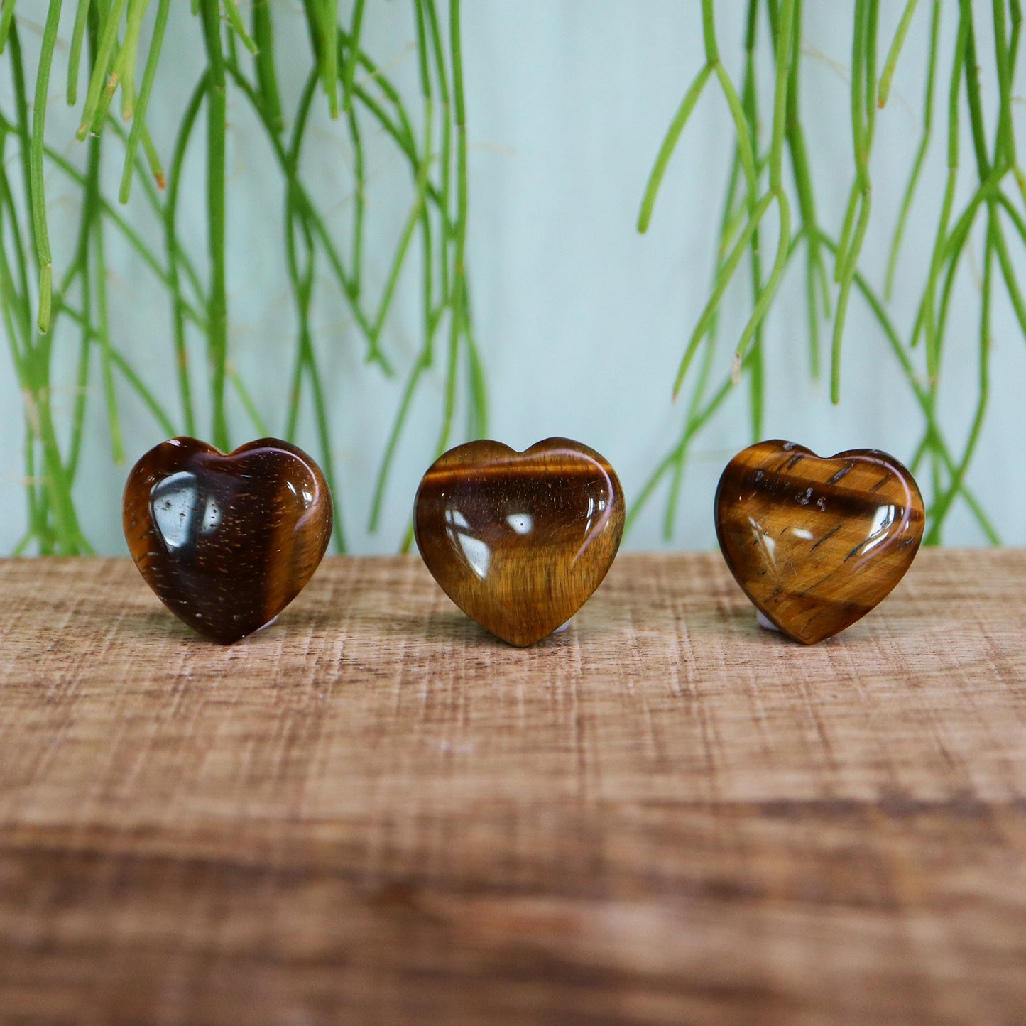 Klein hart Tijgeroog