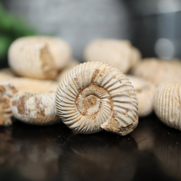 Ammonite