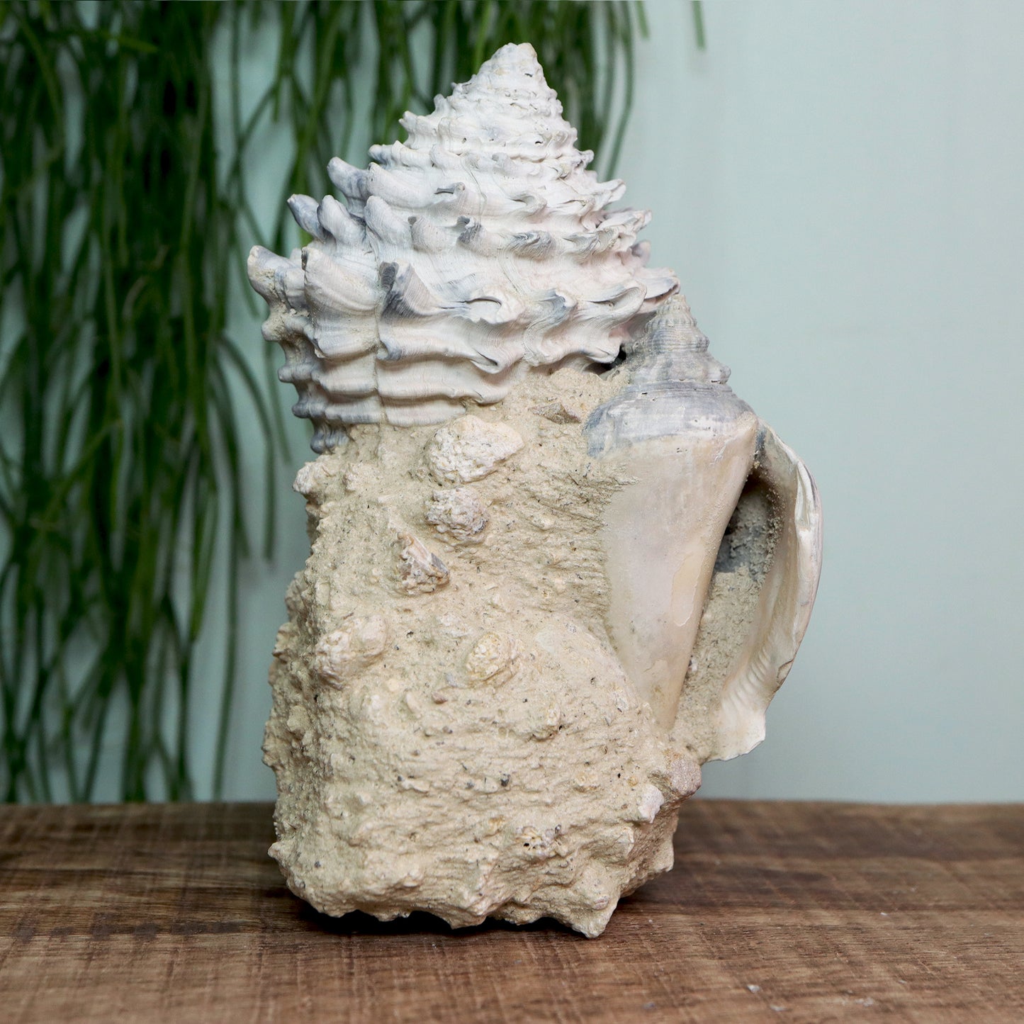 Gastropoden in matrix