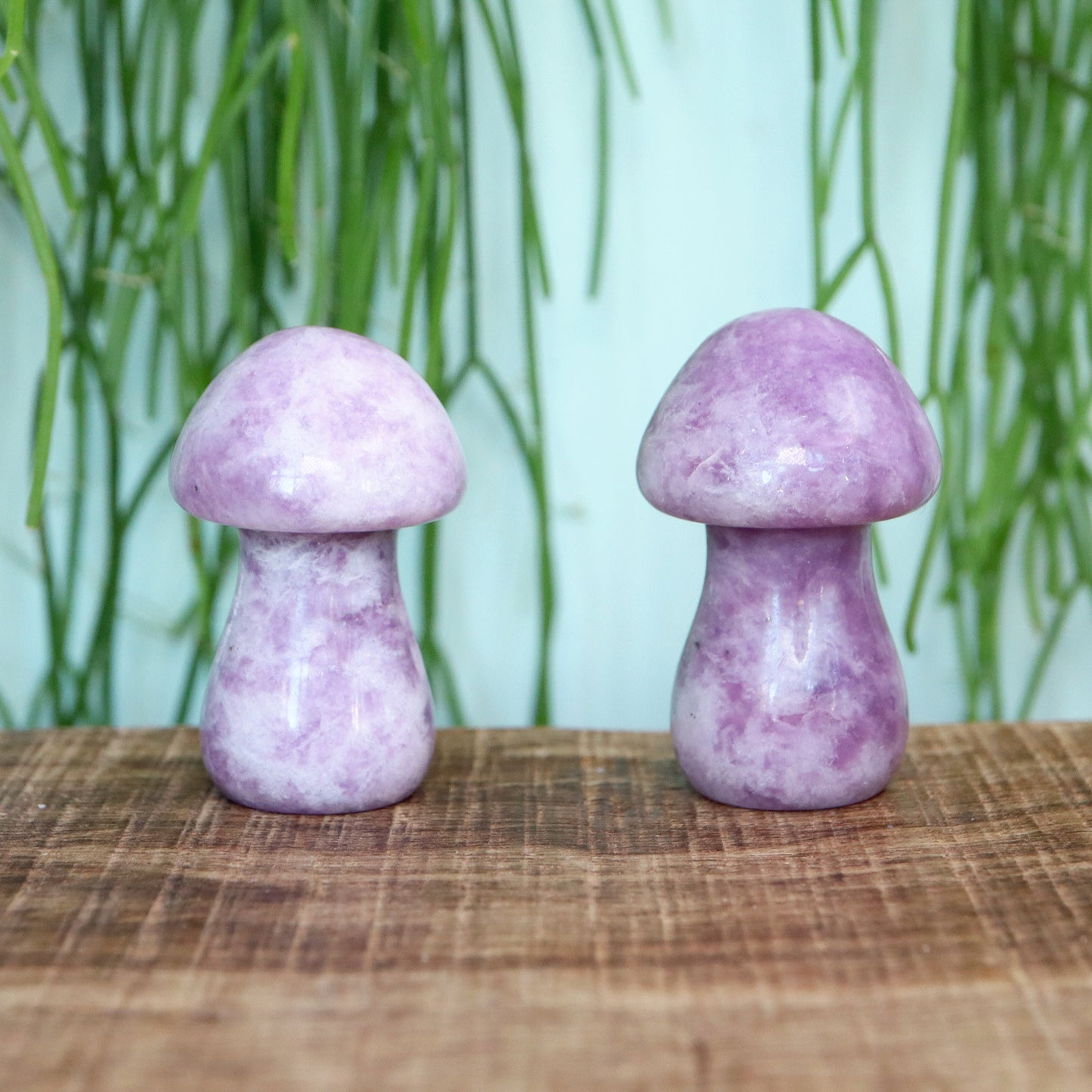 Lepidoliet mushroom