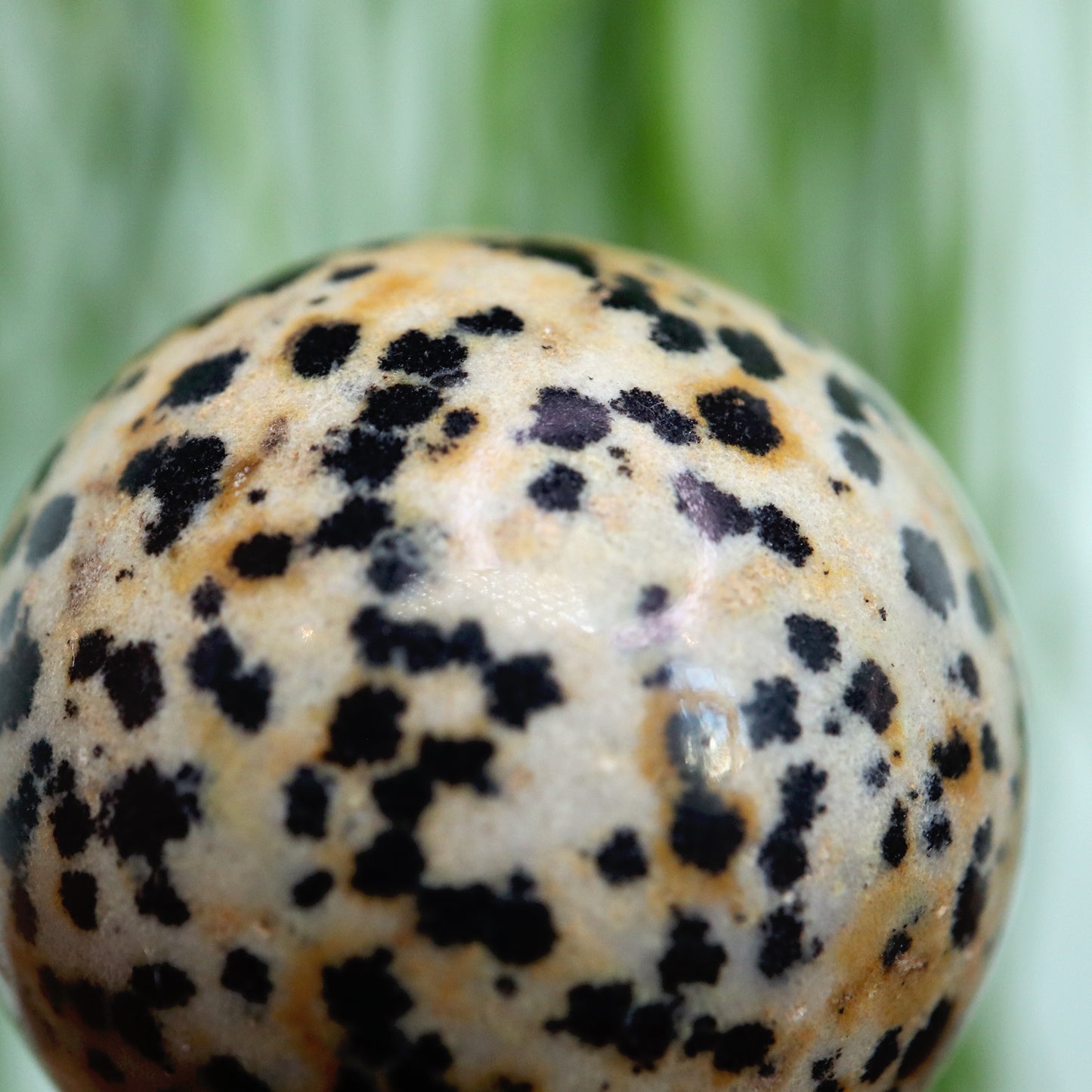 Dalmatian jasper