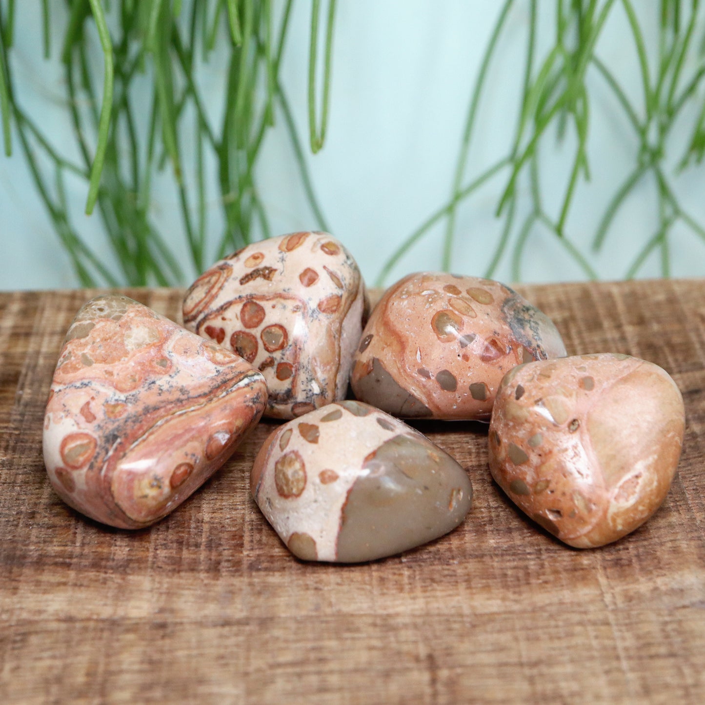 Leopardiet jasper