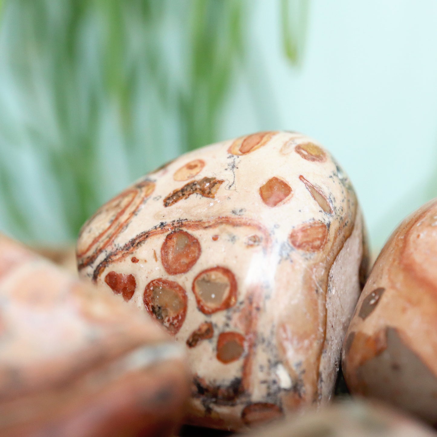 Leopardiet jasper
