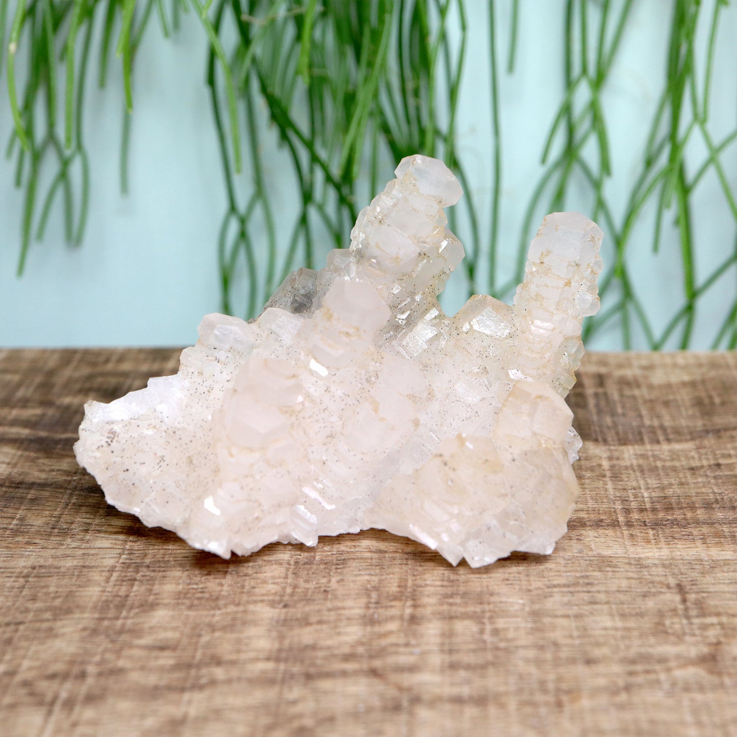 Pagoda calciet UV
