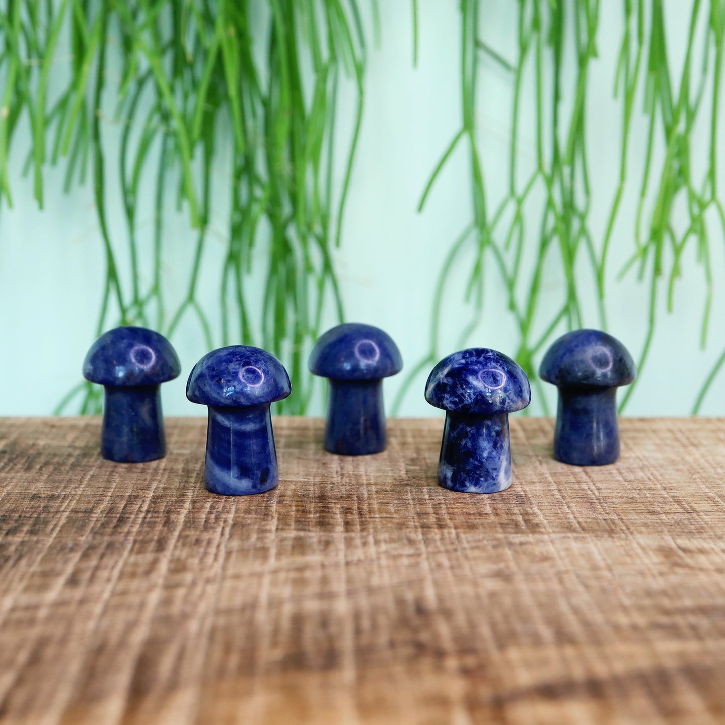 Mini Mushroom Sodaliet