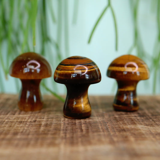 Mini mushroom Tijgeroog