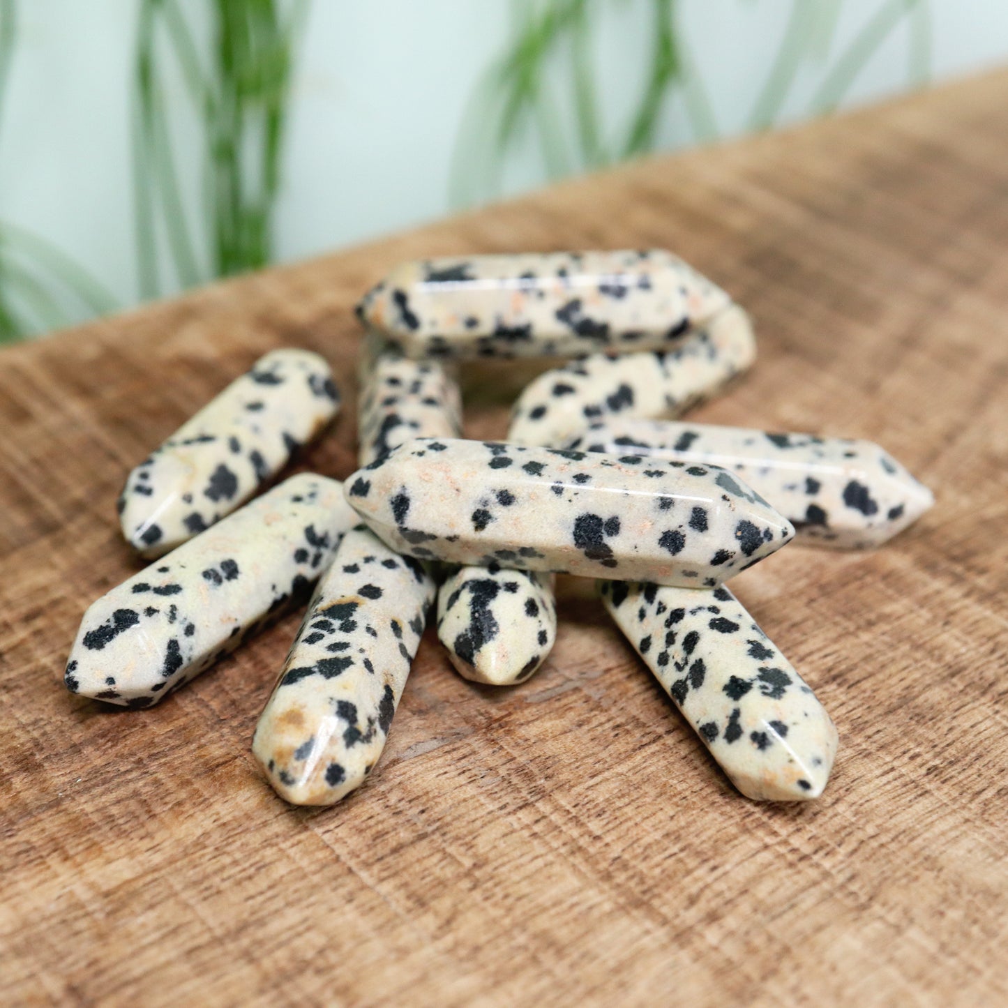 Mini DT Dalmatian Jasper