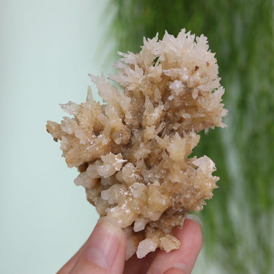 Coral Calciet