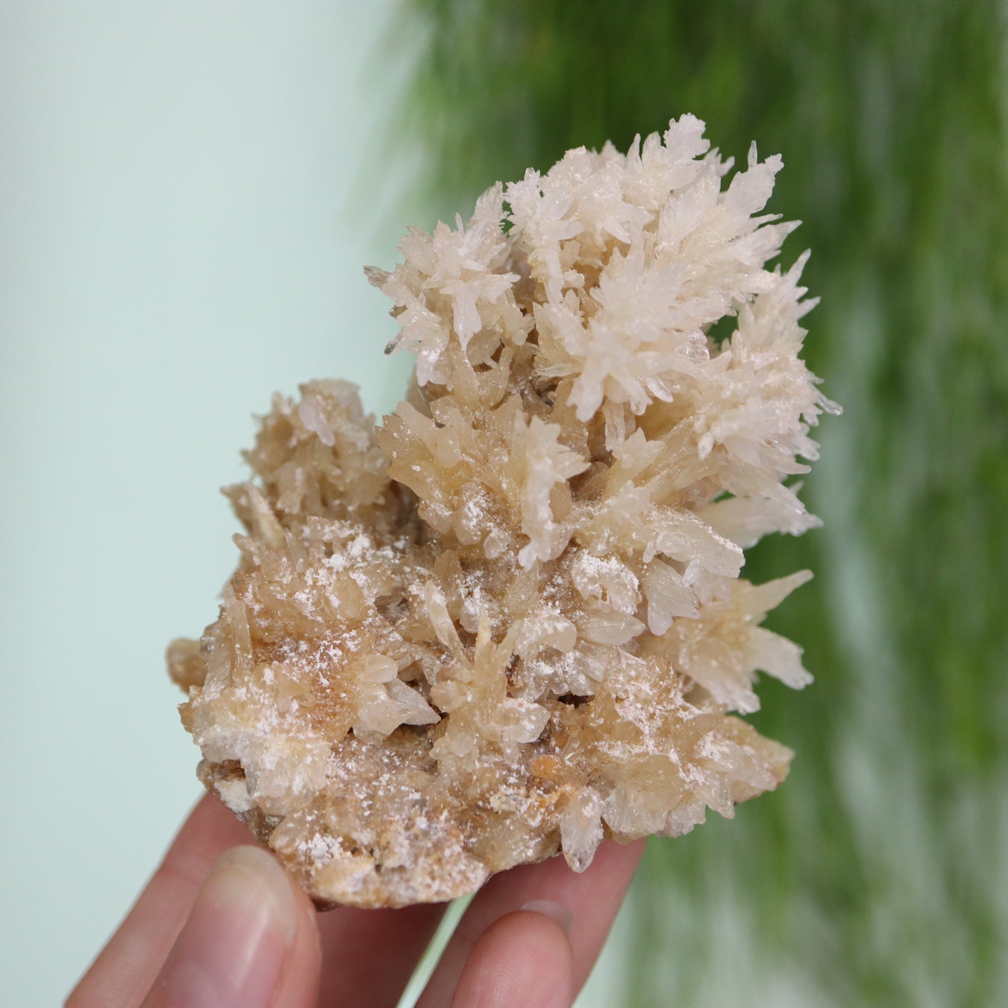 Coral Calciet