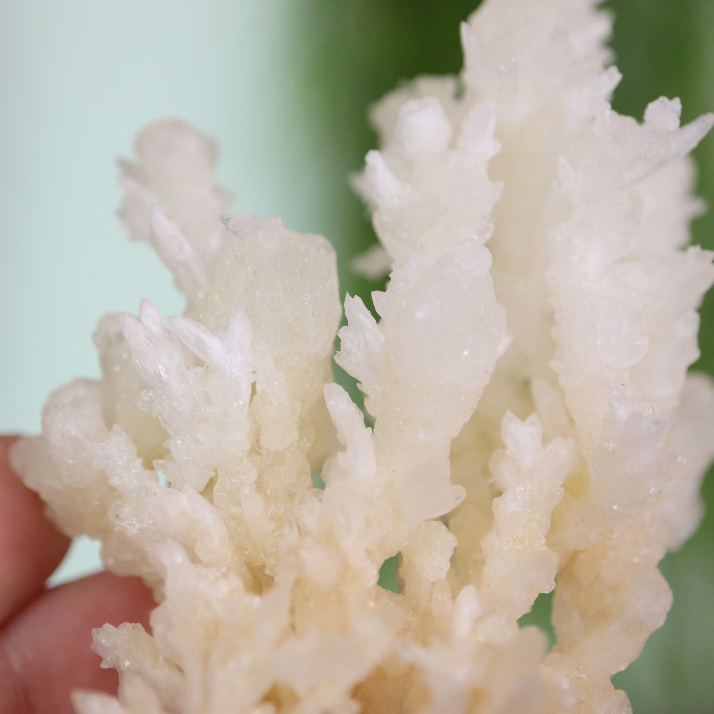 Coral Calciet