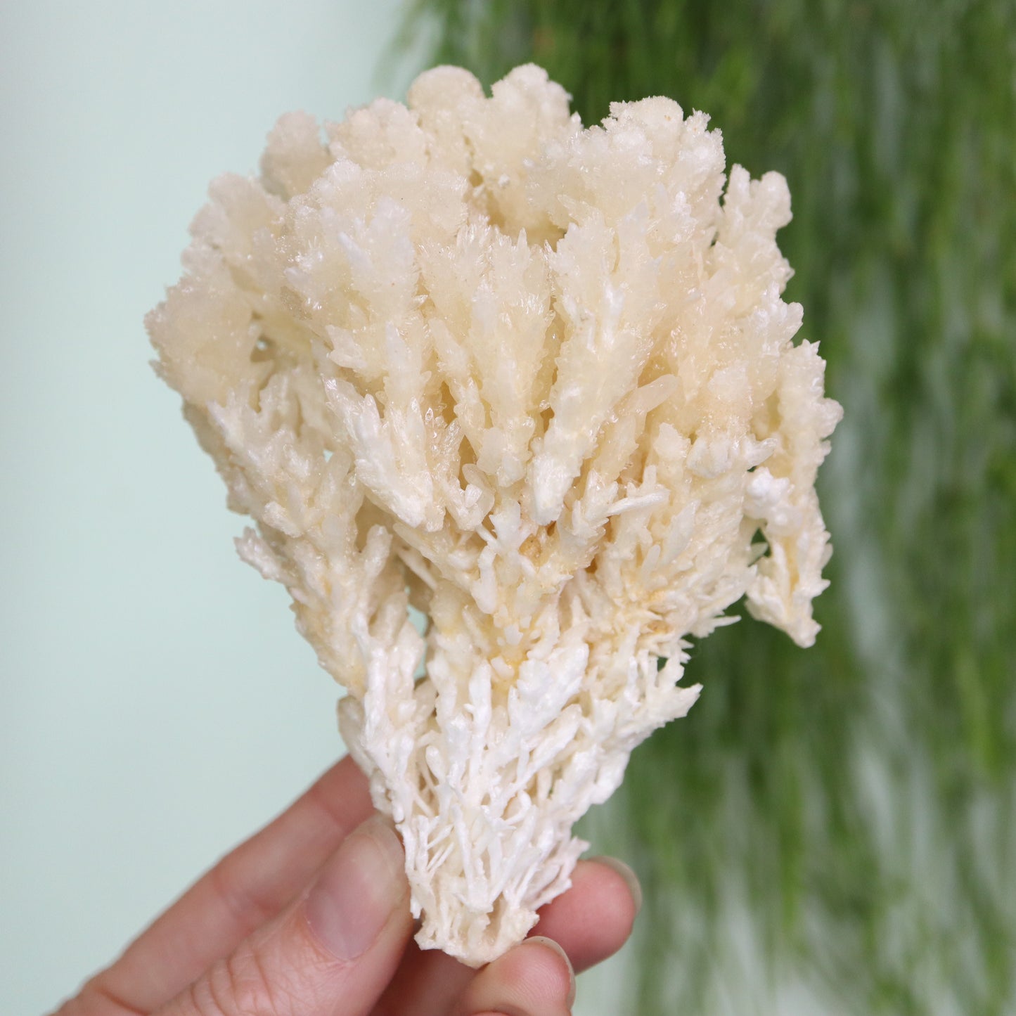 Coral Calciet