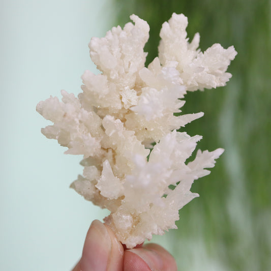 Coral Calciet