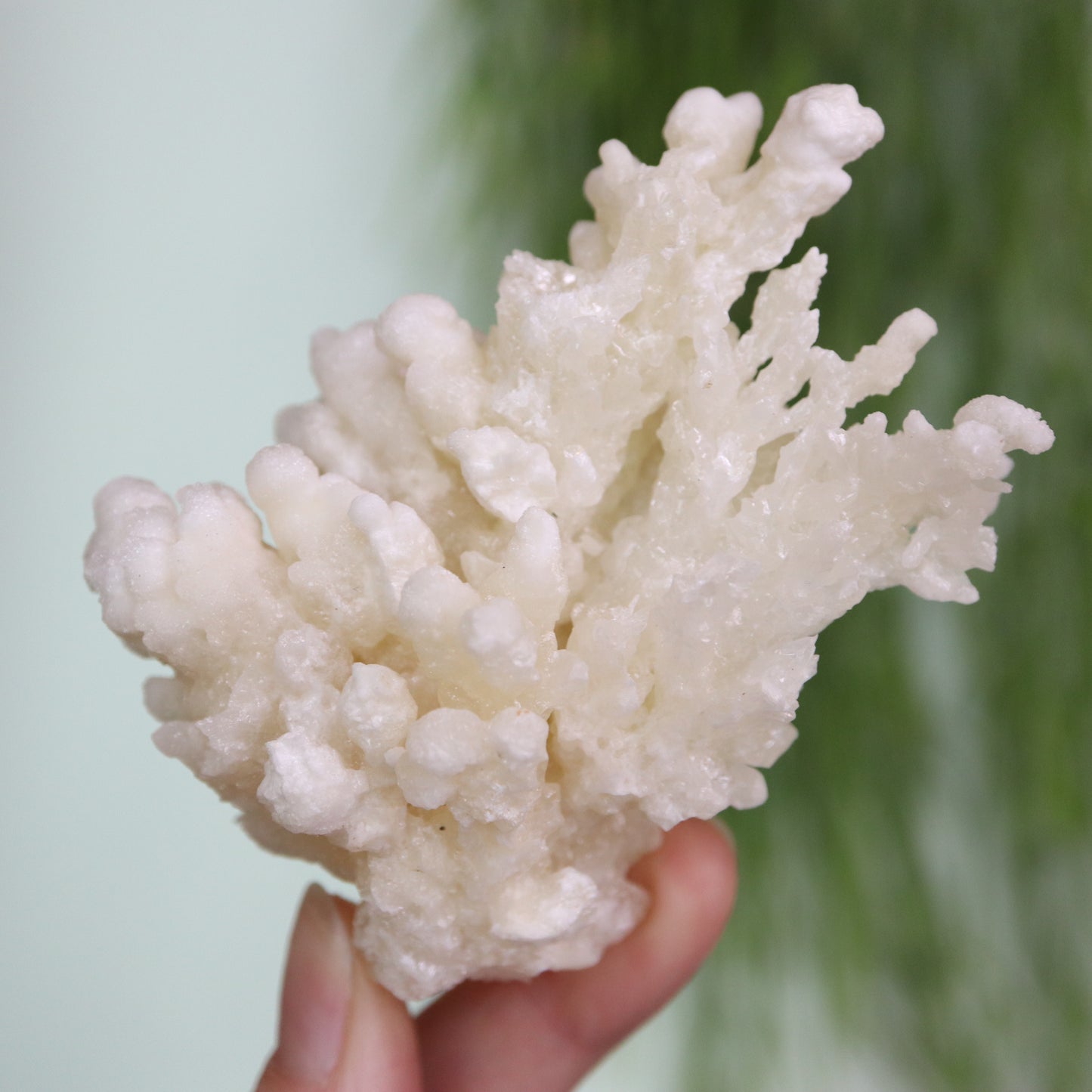 Coral Calciet