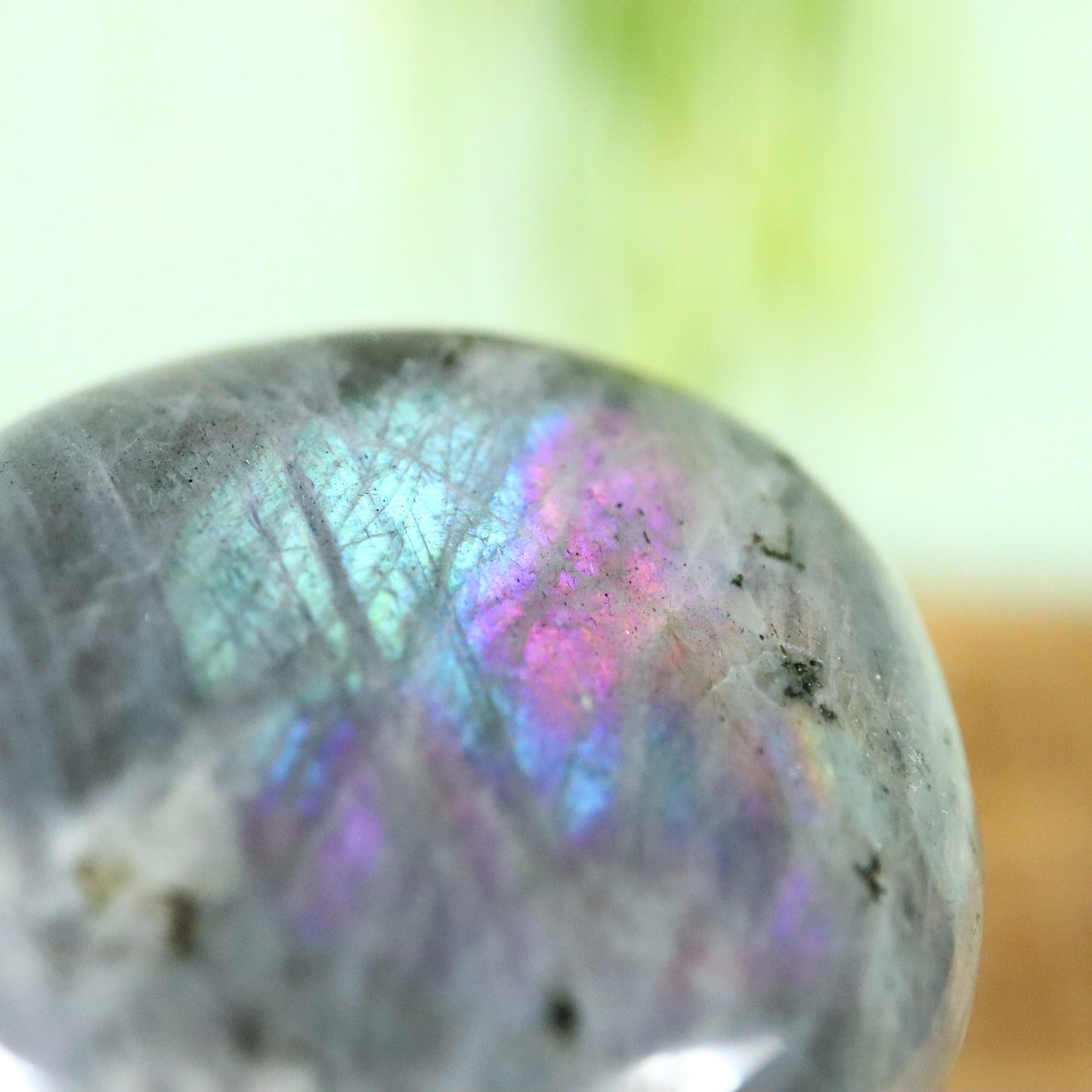 Labradoriet palmsteen