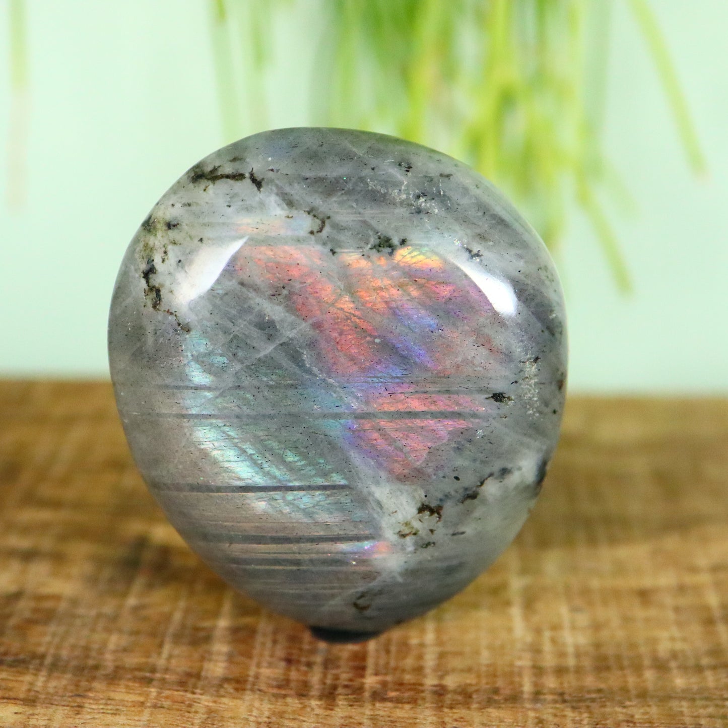 Labradoriet palmsteen