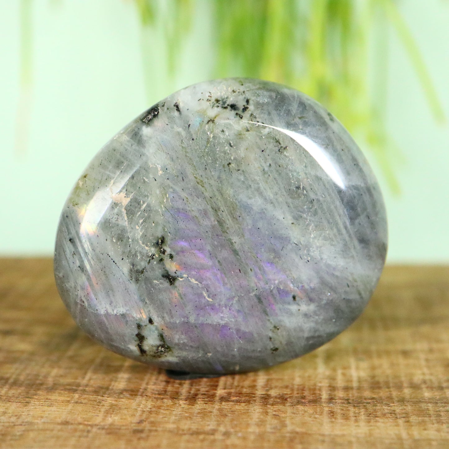 Labradoriet palmsteen