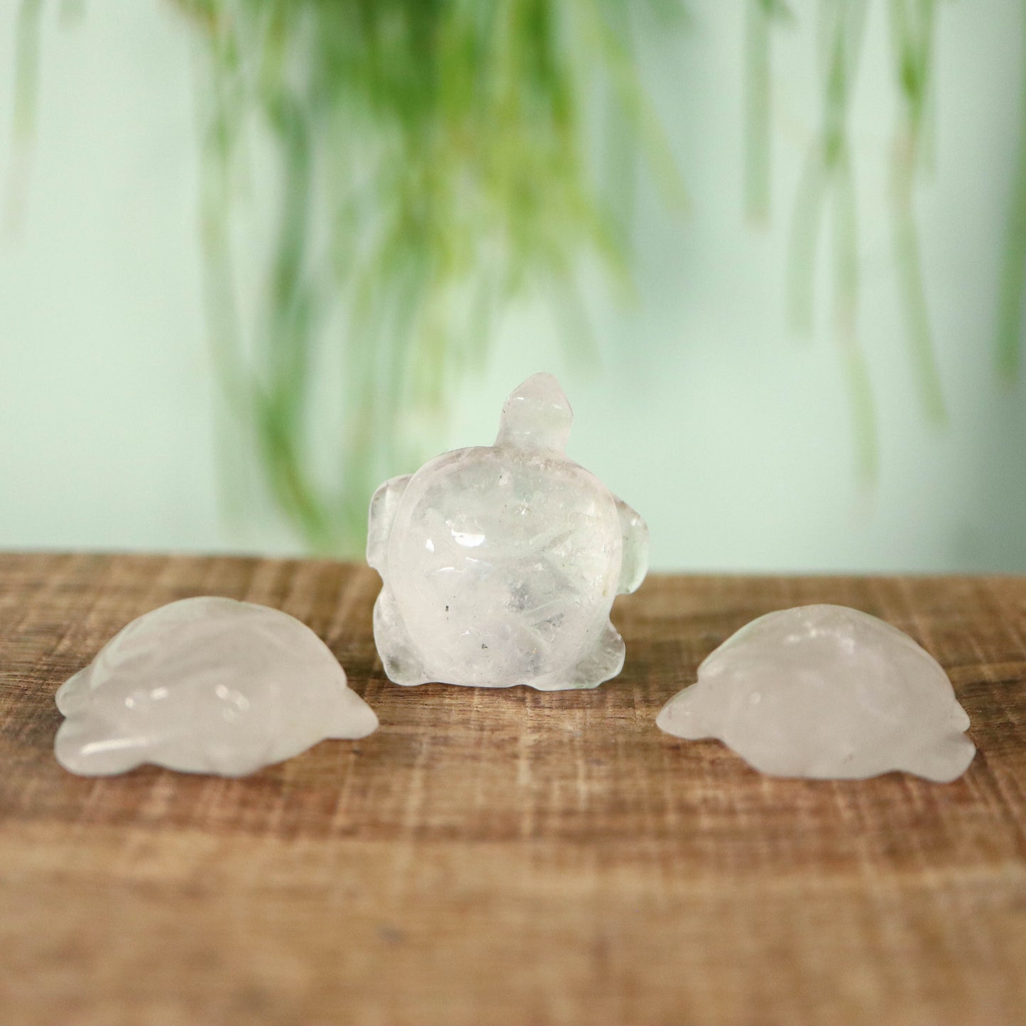 Schildpad Bergkristal