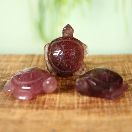 Schildpad Aardbeienkwarts