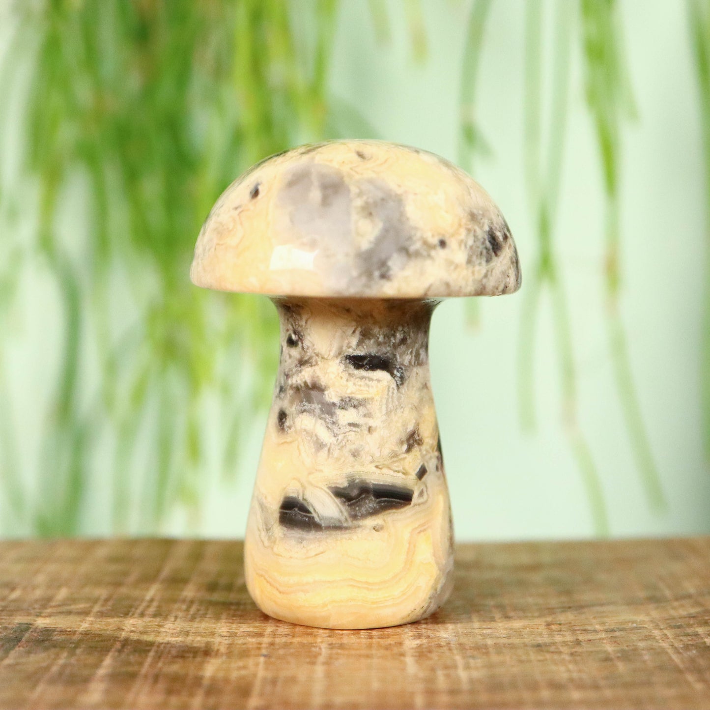 Kant agaat paddenstoel