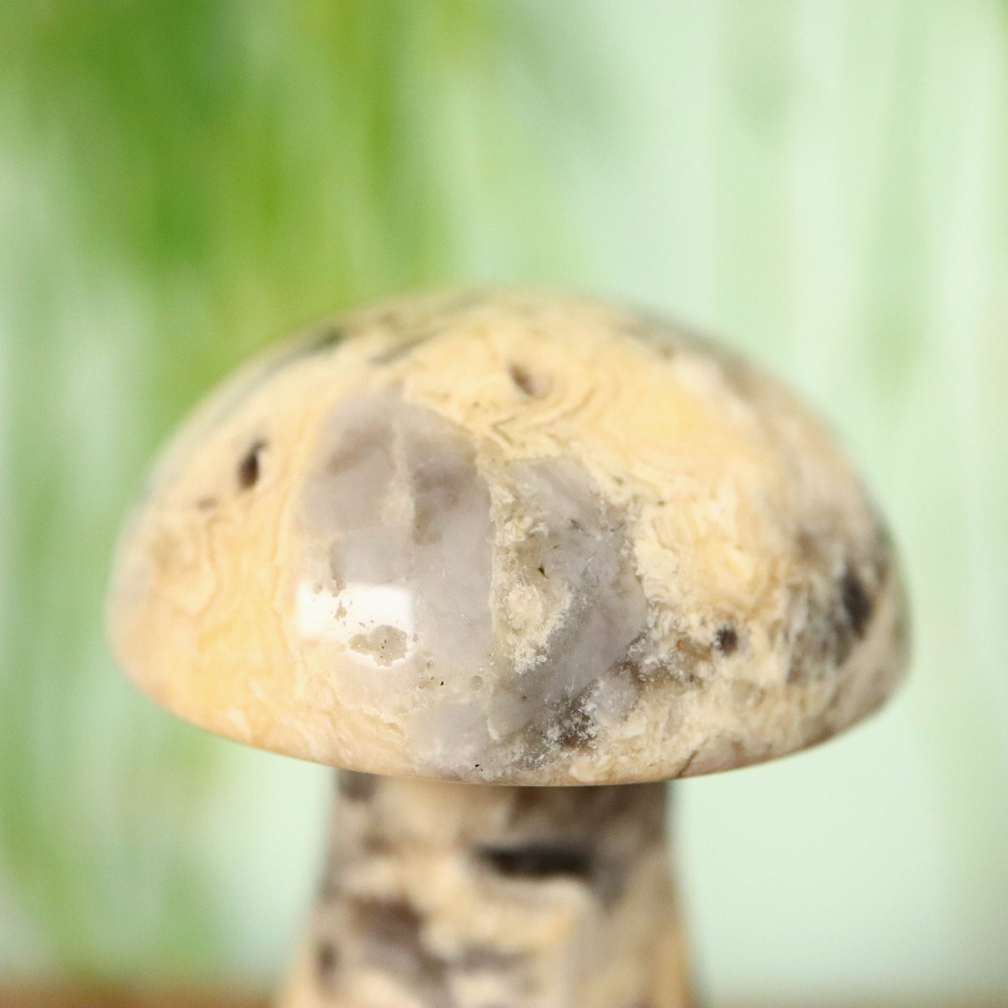 Kant agaat paddenstoel