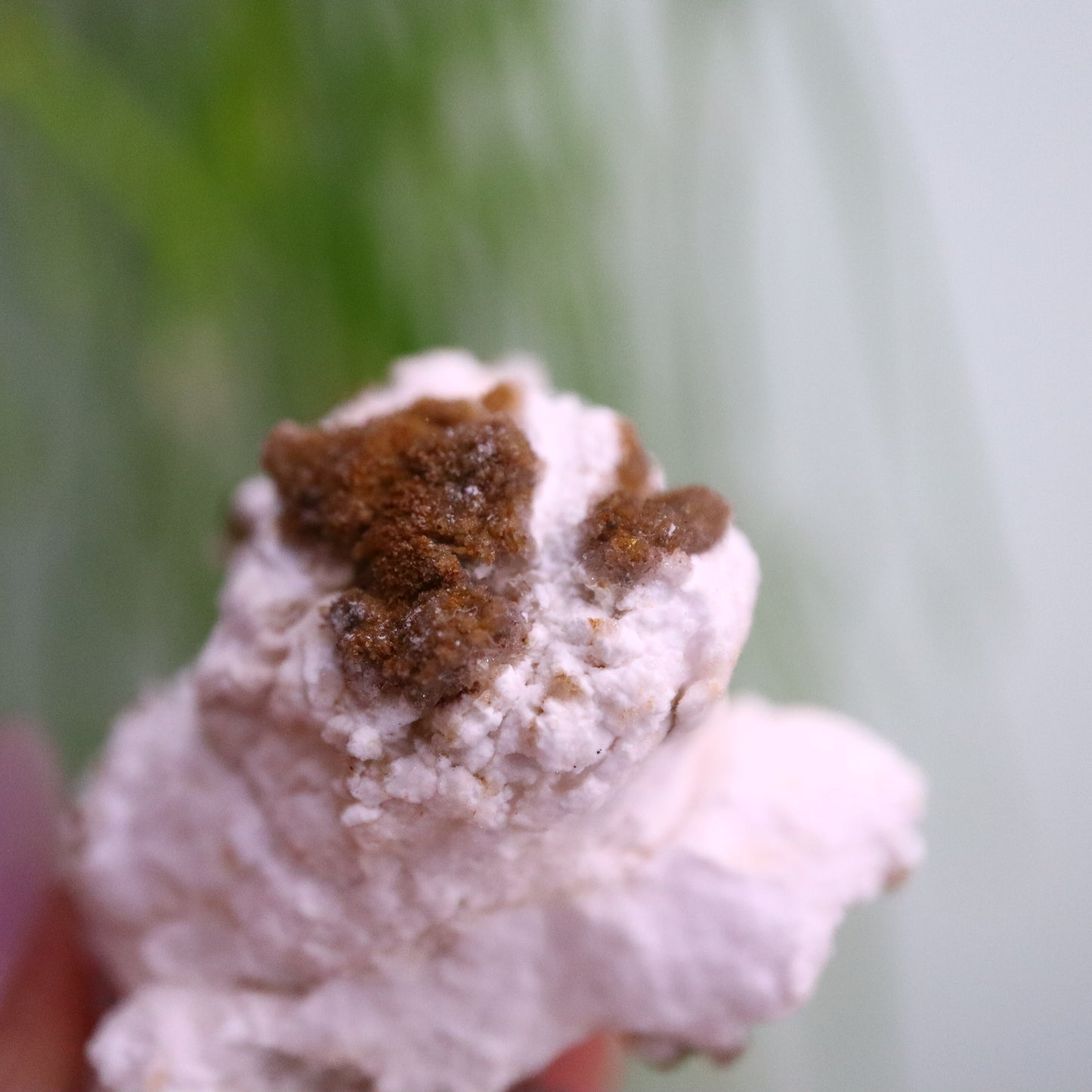 Popcorn Seleniet