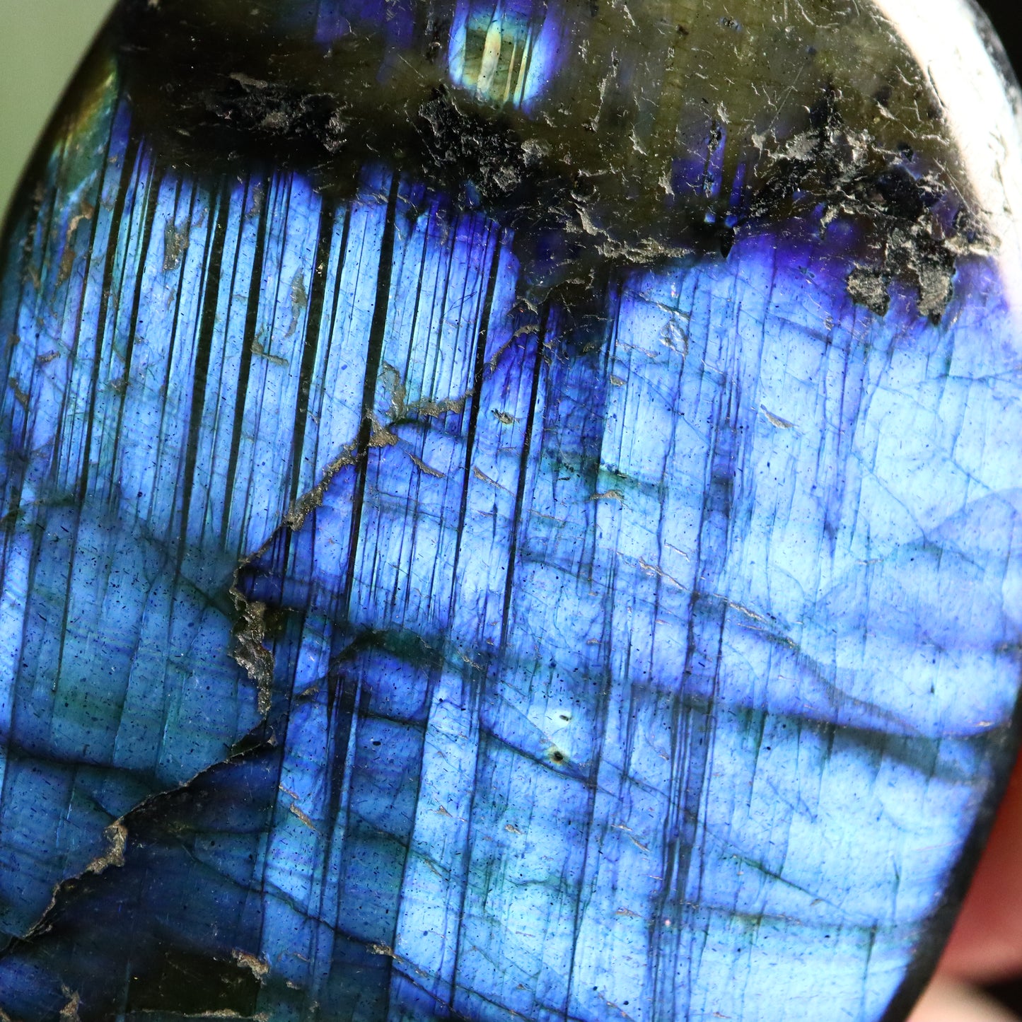 Labradoriet palmsteen