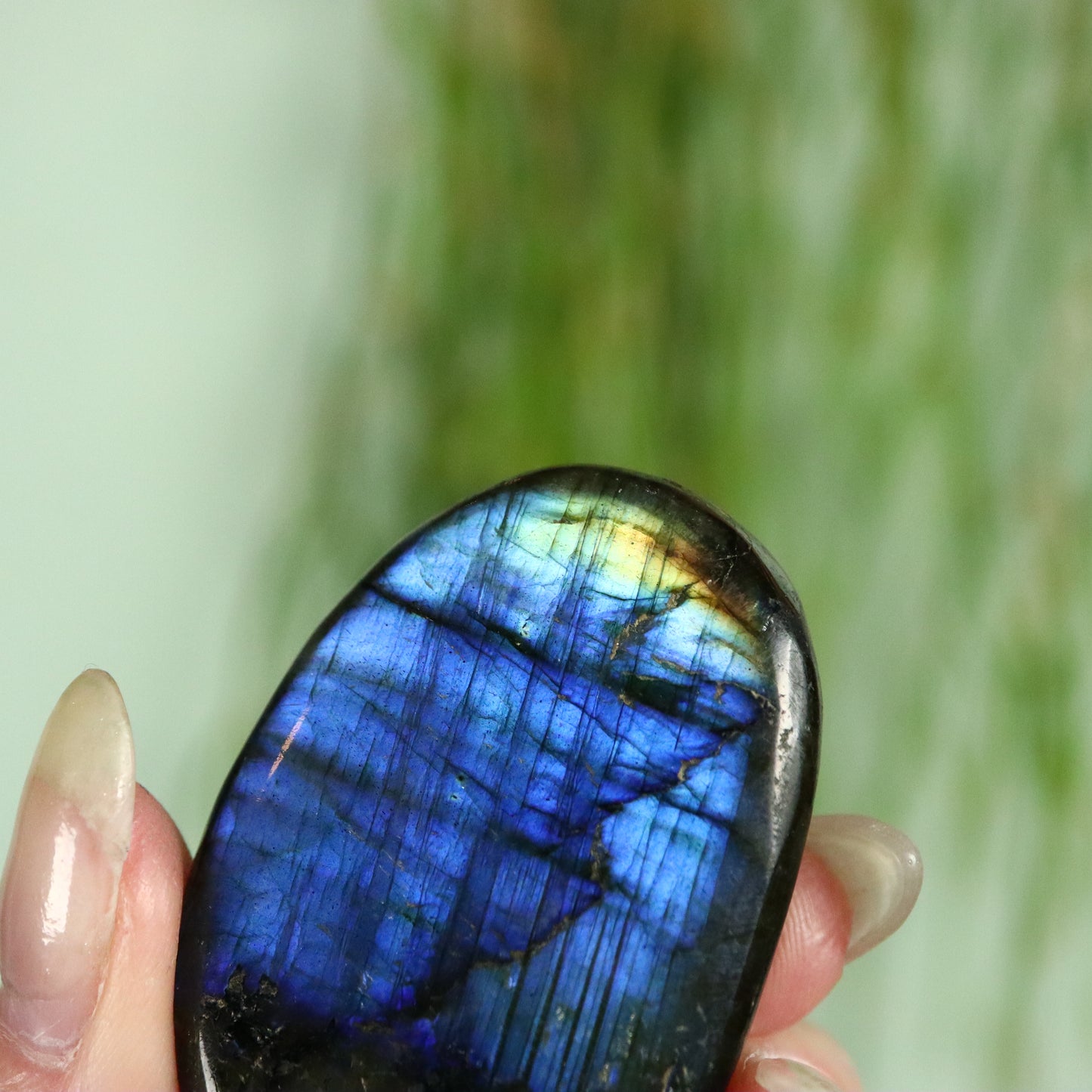 Labradoriet palmsteen