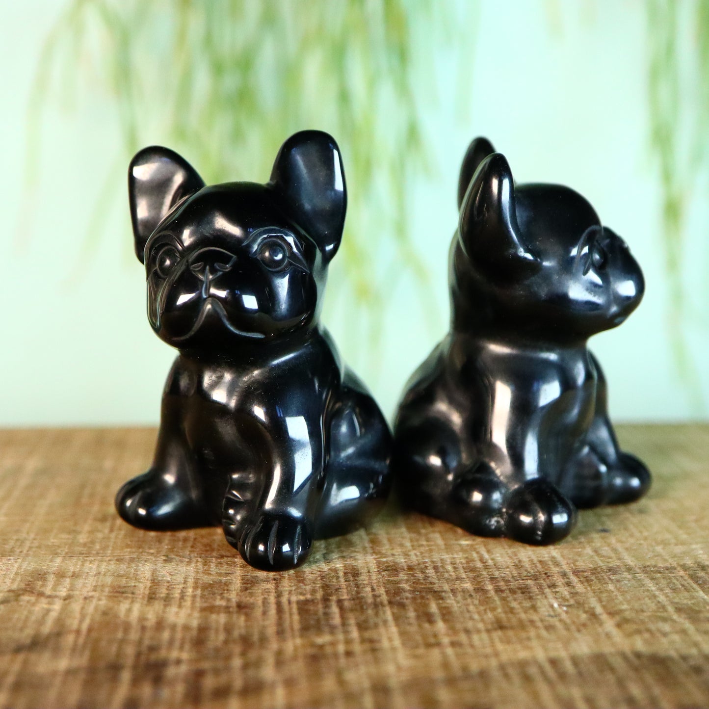 French bulldog obsidiaan