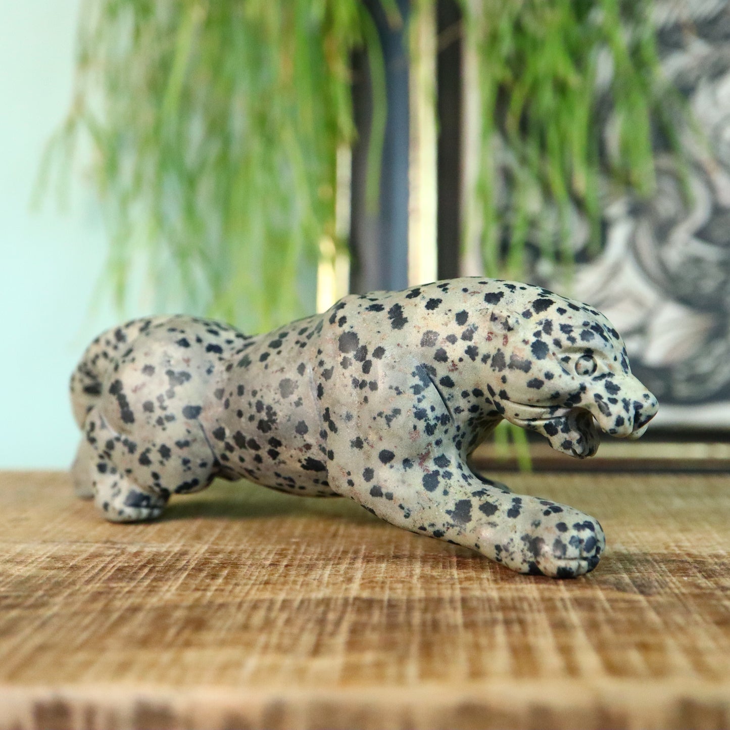 Dalmatiër Jaspis panther