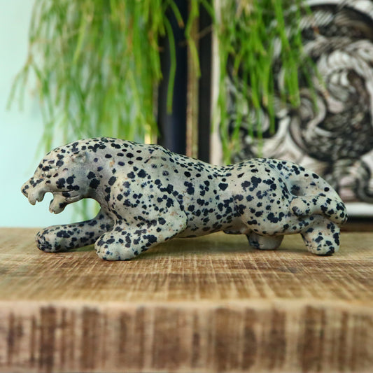 Dalmatiër Jaspis panther