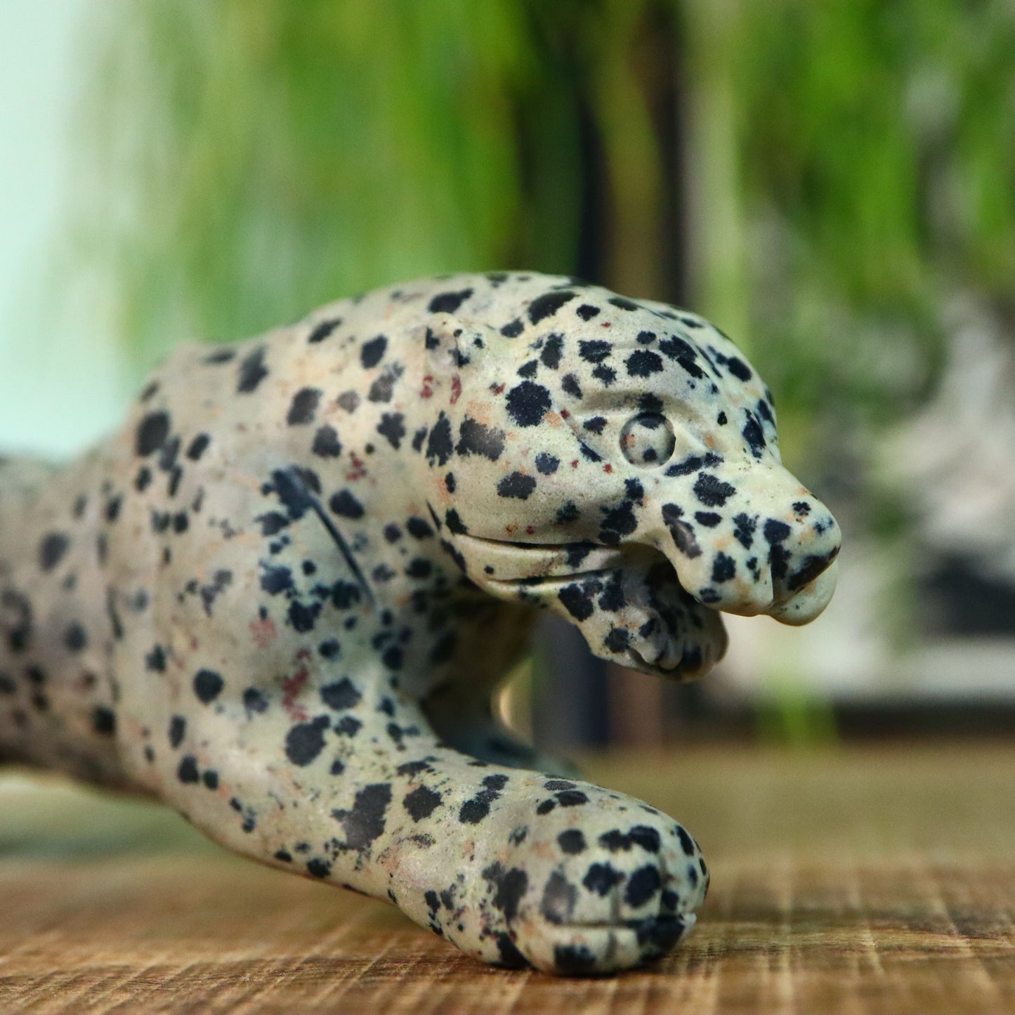 Dalmatiër Jaspis panther