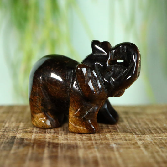 Olifant Tijgeroog