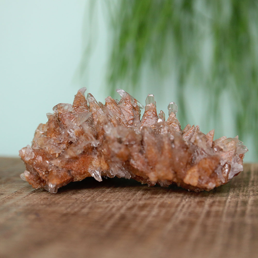 Gypsum selenite cluster